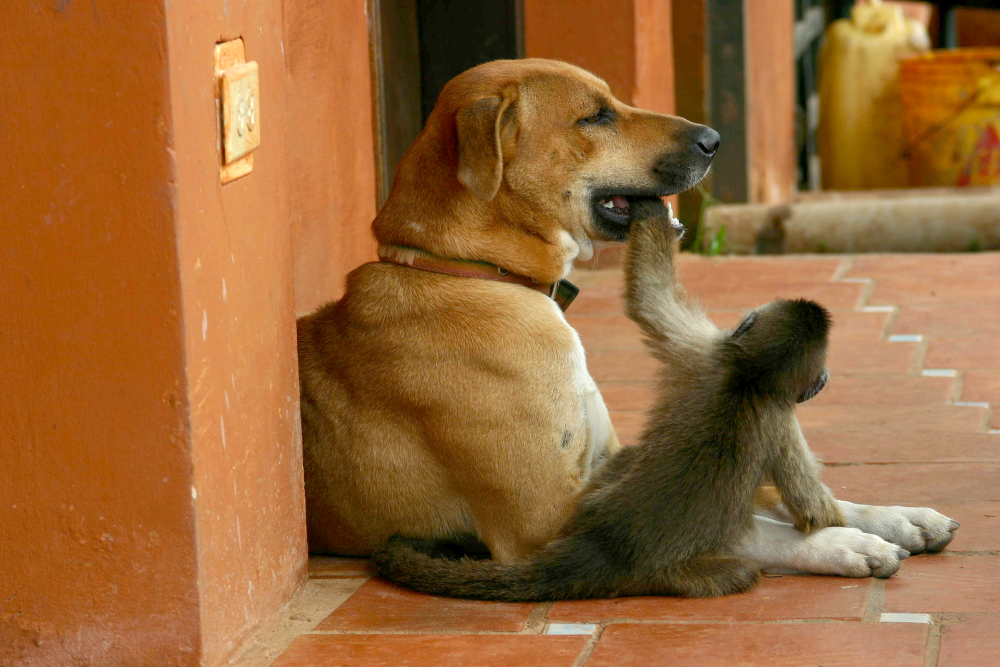 a macaque and a dog are lying on the ground outside a human residence. The dog has the monkey's hand in its mouth, it looks as if they are playing